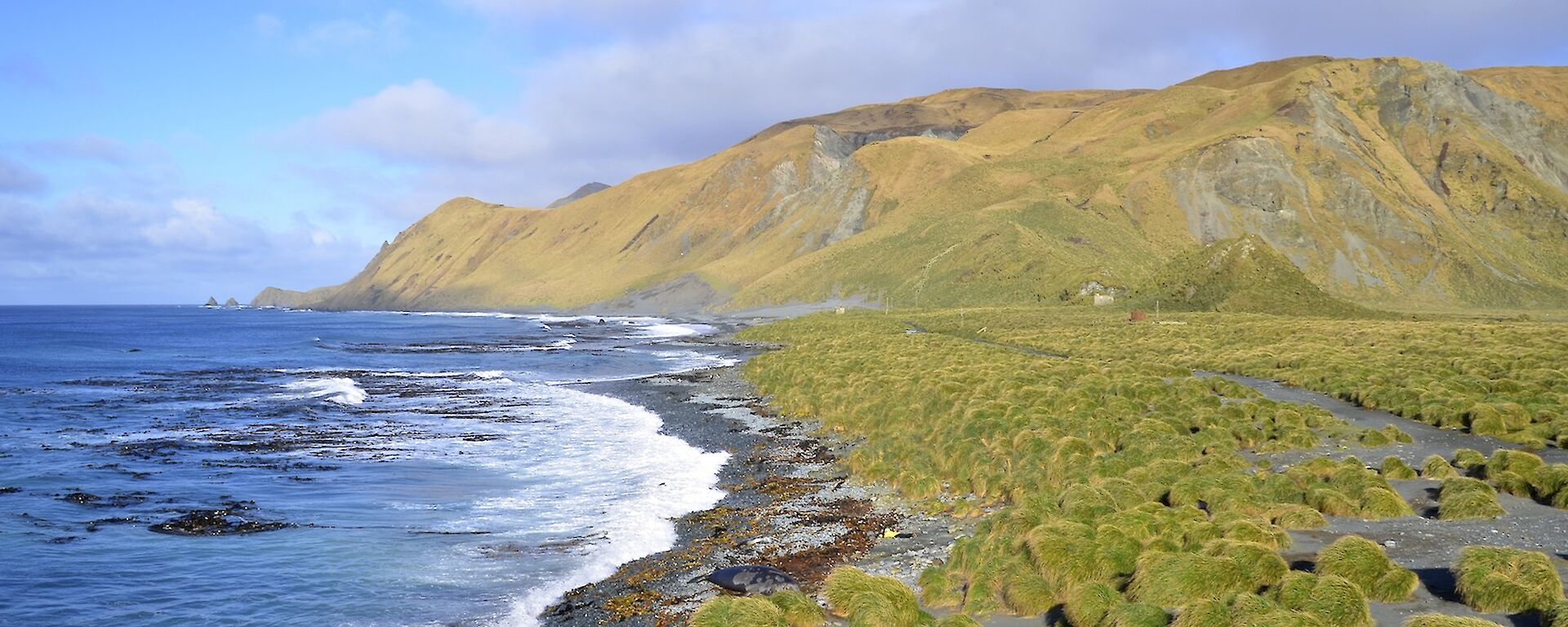 Buckles Bay and East beach bathed in sunshine, highlighting the vivid green colours of the tussock on the isthmus and the escarpment