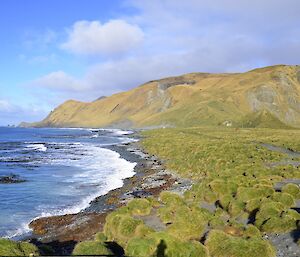 Buckles Bay and East beach bathed in sunshine, highlighting the vivid green colours of the tussock on the isthmus and the escarpment
