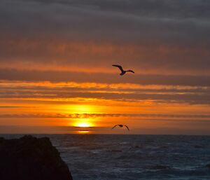 A close up of the setting sun through the cloud over Hasselborough Bay The sky is in various shades of orange, brown and grey with a couple of giant petrels silhouetted