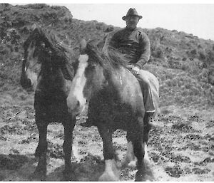 Nugget and Taggert. Two horses that worked on the island hauling blubber in a small wagon. Did these two horses pull the wagon to which the wheels belong?