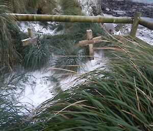 Nuggets graves before. Tussock grass overwhelming the site. The log barricade was installed some years ago to protect the site from damage by elephant seals