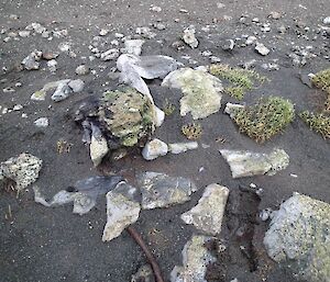 Some rocks and other debris — All that remains of a small shack built late in the sealing days of the late 1800’s. A previously recorded site that could easily lost with the movements of wind-blown sand