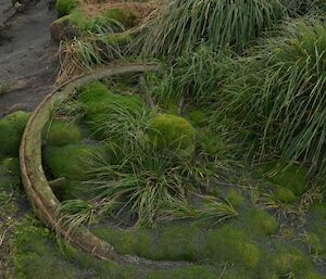 The same wagon wheel 12 months later. How quickly the vegetation is returning in the absence of rabbit grazing. Left for too much longer and this artifact will disappear. Plans are underway to move recover the wheel, undertake some preliminary preservation and place in safe storage