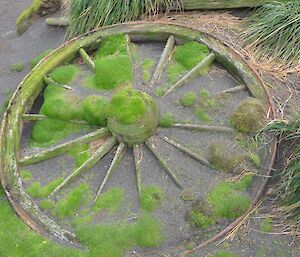Wagon wheel located on station from a wagon that was used to cart seal blubber around the Isthmus during the sealing era. Parts of the wheel are buried in the dirt and other parts covered with moss