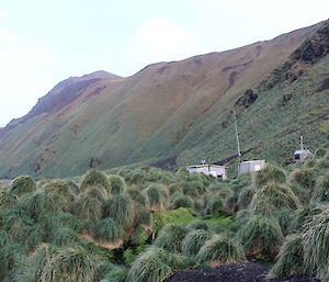 View of Hurd Point hut from the coast with a high and very steep, grassy hill behind which is used for the walk on the way in and out of the hut location