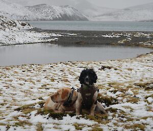 Two of the MIPEP dogs, Ash and Finn on the snow covered ground near Gratitude shelter. A small lake is in the foreground with a large lake and snow covered hill in the background