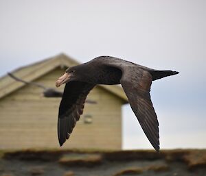 Giant petrel in flight on the isthmus. One of the huts of the magnetic quiet zone is blurred in the background