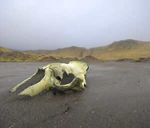 Bauer Bay. A large elephant seal skull on the sandy beach of Bauer Bay dominates the foreground with the slopes of the escarpment in the background