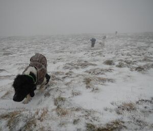 Hunkering down in a snow shower. Shows three MIPEP persons and two of their dogs, strung out on a snow covered track on the plateau. It is snowing and windy