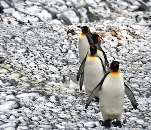 Four adult king penguins away from the crèche, walking across the snow covered rocky beach. These birds are observed away from the crèche. Time will tell if these birds are due to mate this coming season. The complete breeding cycle for king penguins takes approximately 14 months meaning that an adult pair will typically breed twice in 3 years