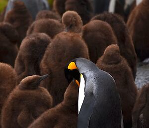 Adult feeding chick. Finally, the adult bird finds its chick. Food resources are hard to find during winter. Adult birds need to feed themselves as well as their young, there may be long periods between meals for the chicks. The adults will regurgitate partially digested food straight into the mouth of the eager hungry chick. King penguins feed on fish and squid