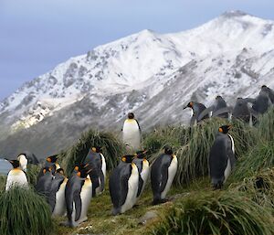 Adult penguins on a tussock covered slope against the backdrop of Mt. Aurora. The brilliant gold facial plumage of the adult birds provides a striking contrast against the brilliance of the cold snow covered peak