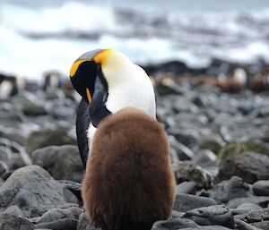 Penguin adult with chick