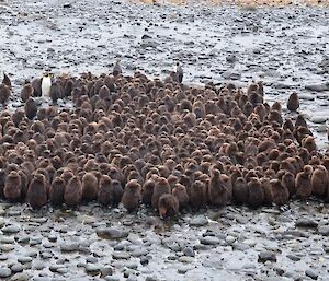 Penguin crèche at Green Gorge — hundreds of brown fluffy chicks all bunched together. There are also several adult birds on the periphery of the crèche