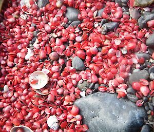 A small section of beach covered with red bivalve shells — belong to Gaimardia trapesina coccinea, a small mussel species that inhabits the shallow sub tidal zones of Macquarie Island. These shell deposits were found amongst rocks along the western coastline near Bauer Bay after heavy swells and seas