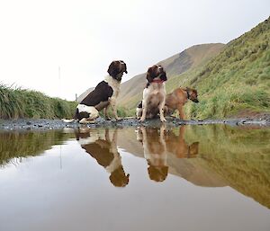 MIPEP dogs Colin, Joker and Cody reflected in a puddle on the track to the Doctors track