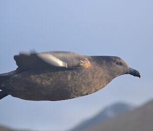 Close up of a skua in flight