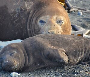 First elephant seal pup, with its mum watching over — seen on West Beach of the isthmus