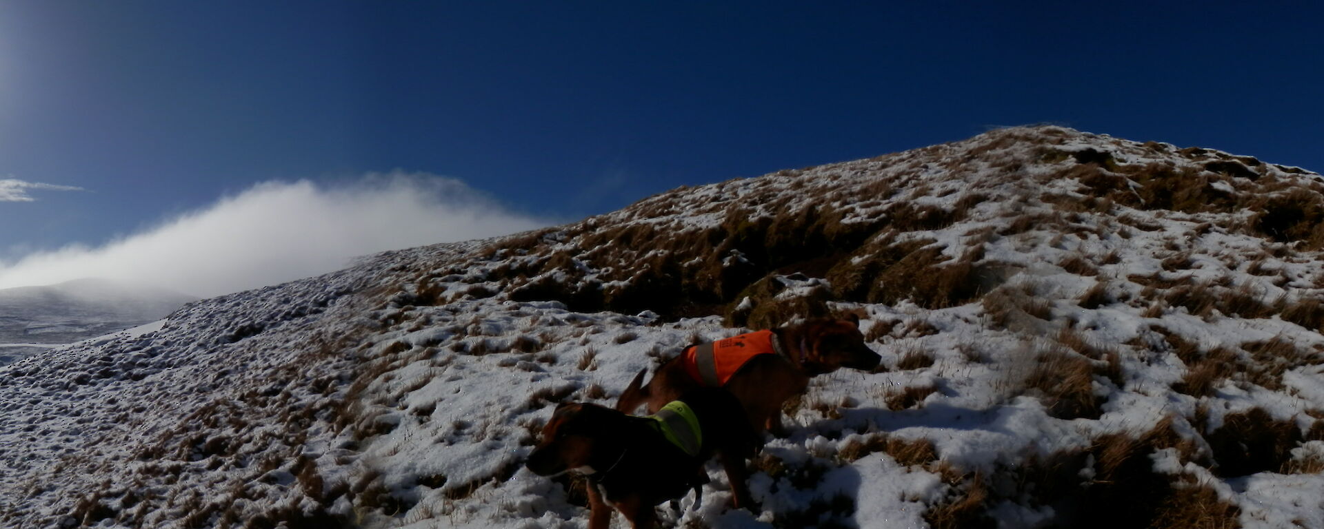 A wide panorama view of the snow covered plateau with Cody and Bail (terriers) standing in the snow on a slope with a hill behind them