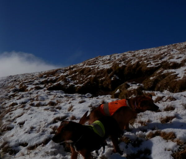 A wide panorama view of the snow covered plateau with Cody and Bail (terriers) standing in the snow on a slope with a hill behind them