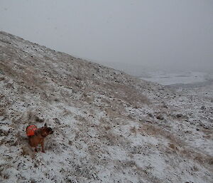 A (rat) dog stands on a snow covered slope looking back towards the plateau. Heavy snow is falling.