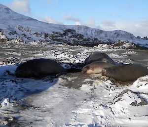 Bull elephant seal with three females at Bauer Bay. The beach and is covered in snow with the slopes in the background extensively covered in deep snow