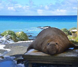 A large male elephant seal lying in the shade on the porch of the gas stare. The beautiful vivid blue waters of Buckles Bay are in the background