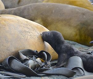A new born elephant seal nuzzles up to its mother looking for her teat. A skua looks on hungrily in the background
