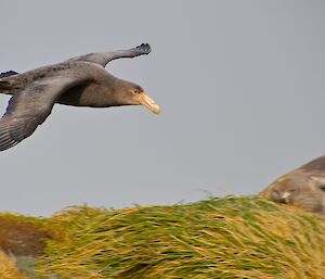 A giant petrel in flight just above the tussock and a large male elephant seal