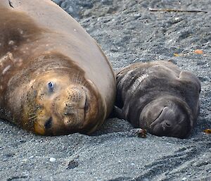 A female elephant seal rests on its side while its pup, also resting on its side, facing her
