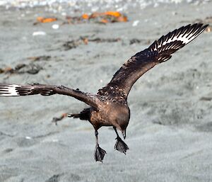 A skua comes into landing on the beach amongst an elephant seal nursery. It’s wings are flared and its feet are down with it’s head pointing down looking for the right spot to land