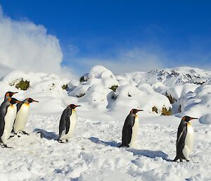 Six king penguins walking over the deep snow on the beach at Green Gorge. The tussock in the background is almost completely covered in the deep snow