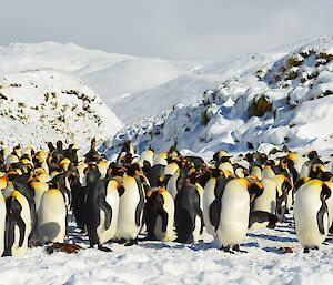 Many king penguins on a snow covered beach. The background shows extensive deep snow cover over the tussock and the escarpment in the background