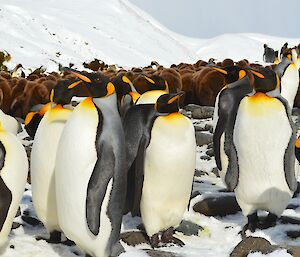 Several adult king penguins stand in the foreground on a snow covered beach. Behind them is a creche of many young, brown fluffy penguins. There are deep snow covered slopes in the background