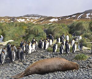The beach at Green Gorge — a lone elephant seal lies on the pebbly beach at Green Gorge. Behind him are several dozen king penguins and behind them is extensive tussock mounds with the partially snow covered escarpment in the background