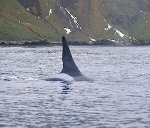 Dorsal fin and part of the distinctive white and black back of an orca. The slopes of the escarpment rise up from the coast in the background