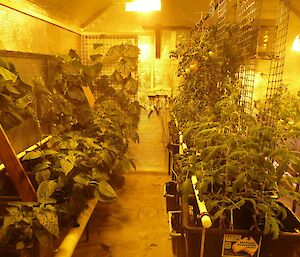 Shows the hydroponics hut with Cucumbers growing in planter boxes on the left of an aisle and tomato plants also in planter boxes, clinging to trellis on the right
