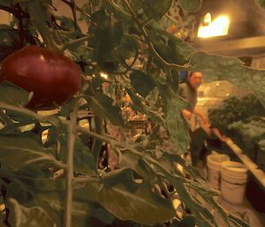 A big, red and ripe tomato hangs off the vine which is attached to a trellis. You can see Aaron through a gap in the the leaves