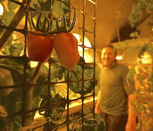 A couple of Roma tomatoes hanging from a trellis with Aaron proudly looking on in the background