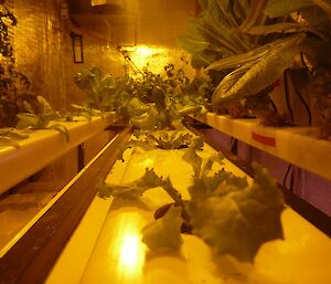 Lettuce. A close photo of a lettuce seedling with full grown lettuce plants in the background