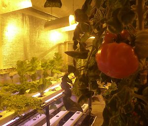 A cluster of tomatoes, some red and some green, with the lettuce beds in the background