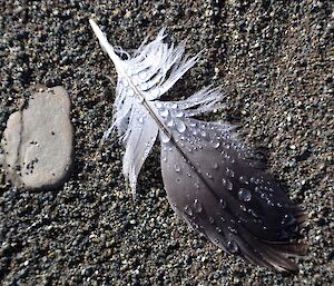 A feather on the grey sandy beach is adorned with large dew drops