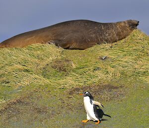 A lone gentoo penguin strolls across a green grassy slope while a large male elephant seal snoozes on the top of the tussock covered bank above