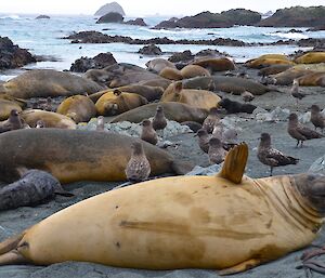 Elephant seal harem on West Beach — around 40 females, one big bull and several pup elephant seal lie on the beach. A large number of opportunistic skuas hang around the harem