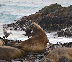 A female elephant seal bends over backwards trying to dislodge a skua from her back