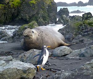 A big male elephant seal and a single gentoo penguin walking in front of him on the beach near the Hurd Point hut