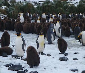 King penguins at Sandy Bay — a mix of adults and brown furry chicks standing or walking on a snow covered beach