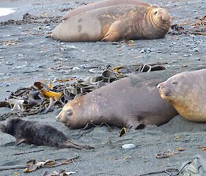 First elephant seal pup seen on West Beach on September 8th. It’s mother is closest to him, with another female nearby and a couple of males in the background