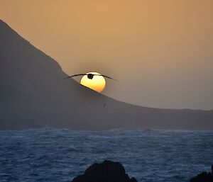 The yellow orb of the sun starting to set behind Handspike Bluff. A giant petrel is silhouetted against the sun