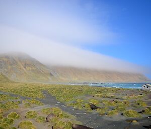 The view from the isthmus across the tussock to the escarpment which is capped with low cloud. There are some big male elephant seals amongst the tussock in the foreground